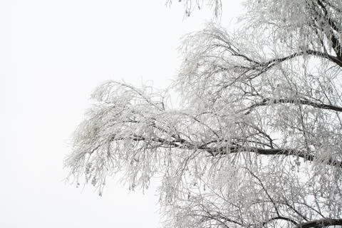 Frost on tree branches Stock Photos