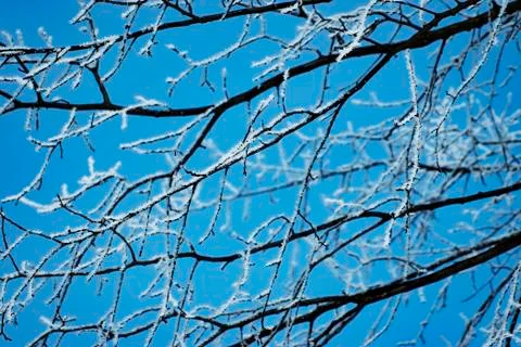 Frost on tree branches Stock Photos