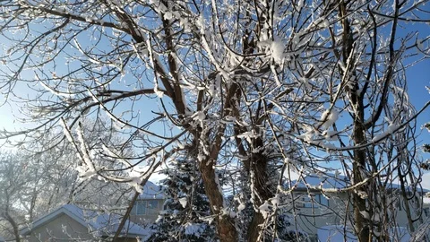 Frost on tree Stock Footage 122017701