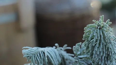 Frost on the tree, frost Stock Footage 275333568