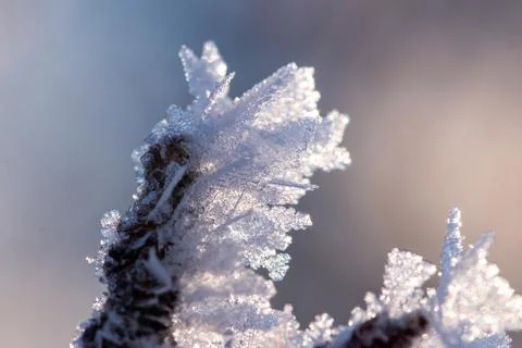 Frost On A Tree Macro Stock Photos