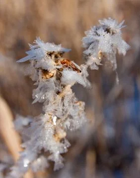 Frost on tree Stock Photos