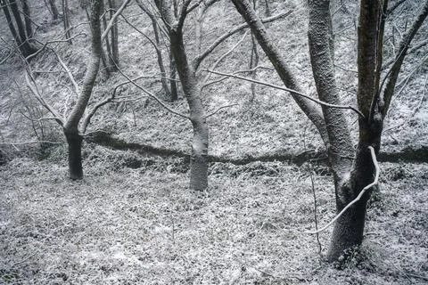 Frost on tree trunks and ground vegetation in a forest Foto stock