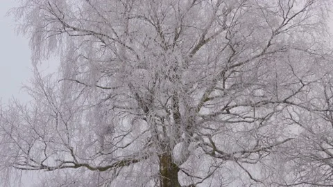 Frost tree in white winter landscape and white sky Stock Footage 224123310