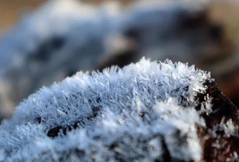 Frost on a tree in winter Stock Photos