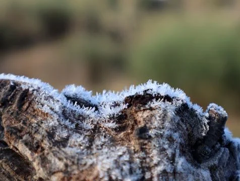 Frost on a tree in winter Stock Photos