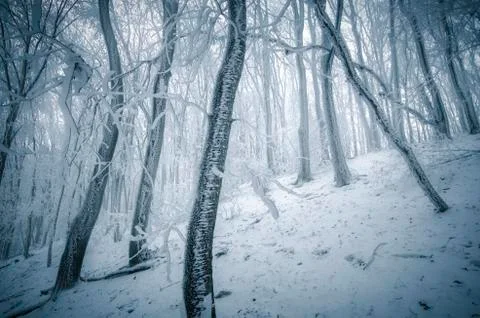 Frost on trees in cold winter forest Stock Photos
