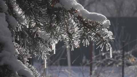 Frost on trees. flat pp. 50fps Winter fir-tree Forest with Snowy Christmas Trees 스톡 동영상 101242398