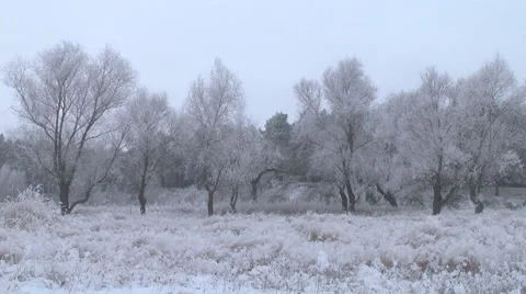 Frost on trees Video stock 45614546