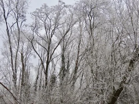 Frost on trees Stock Photos