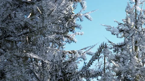 Frost on trees under a clear blue sky during a winter afternoon Stock Footage 339867045