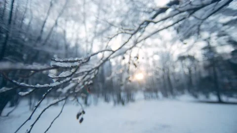 Frost on trees in the winter, closeup shot on branch with ice Stock Footage 146283668