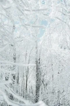 Frost trees in winter forest. Stock Photos