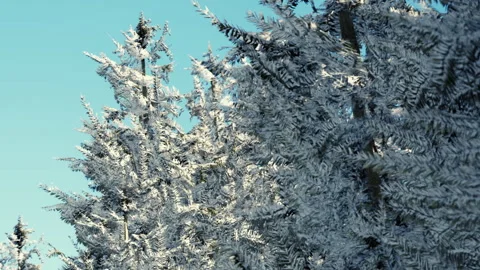 Frost on trees in a winter landscape with clear blue sky Stock Footage 339457240