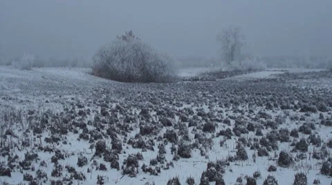 Frost tussock Stock-Footage 45398649