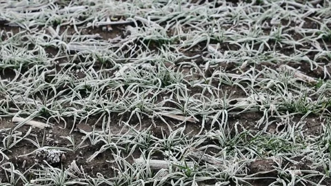 Frost on wheat seedlings. Grass covered with white frost. Frozen grass on the Stock Footage 148348318