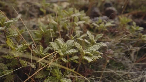 Frost on the wild plants Stock-Footage 263838766