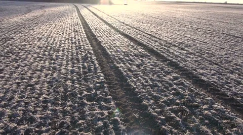 Frost on winter wheat crop field Stock Footage 37173322