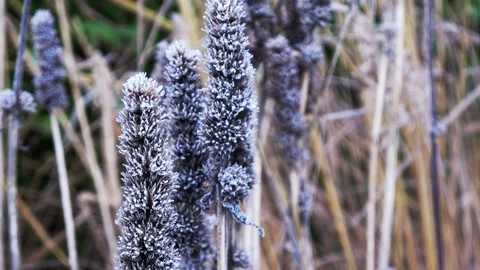 Frost on the withered plants.  Stock Footage 147643078