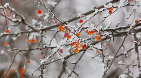 Frostbite berries in winter Stock Footage 45934885