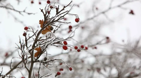 Frostbite tree branch in winter Stock Footage 45932828