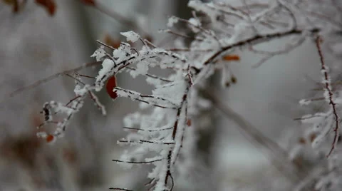 Frostbite tree branch in winter Stock Footage 45935667