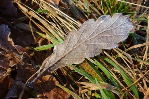 Frostbitten brown leaf, closeup Stock Photos