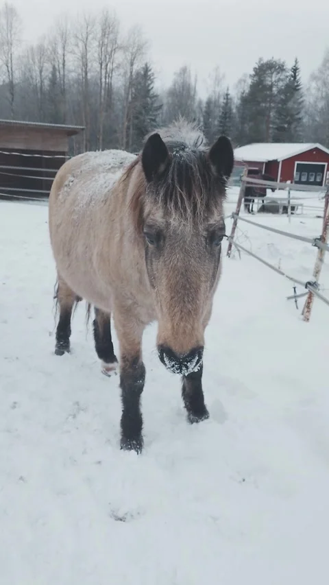 Frostbitten horse Video stock 295682349