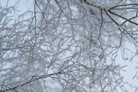 Frostcovered tangled twigs creating rhythmic network, soft misty background adds Stock Photos