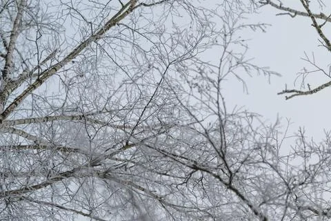 Frostcovered tree limbs generate textured pattern suitable for design, Abst.. Stock Photos