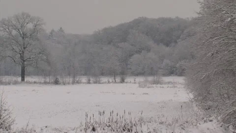 Frosted and snow covered stream valley + pan row of trees Stock Footage 138941954