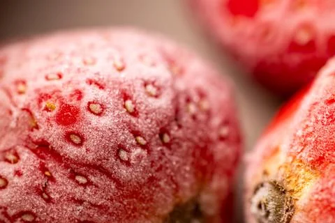 Frosted and thawed bright red strawberries: an ultimate macro close-up. Фото