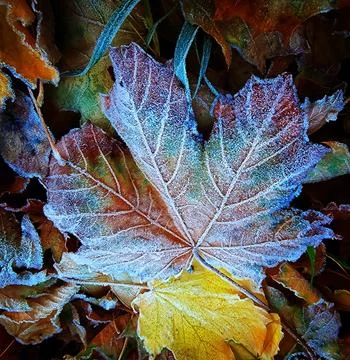 Frosted Autumn Leaf Close-Up Stock Photos