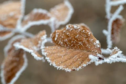 Frosted Autumn Leaf Stock Photos
