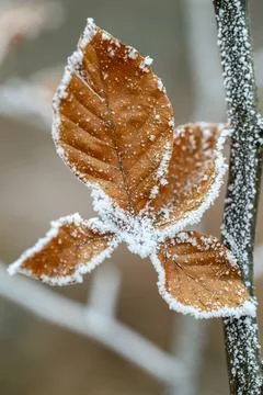 Frosted Autumn Leaf. Stock Photos