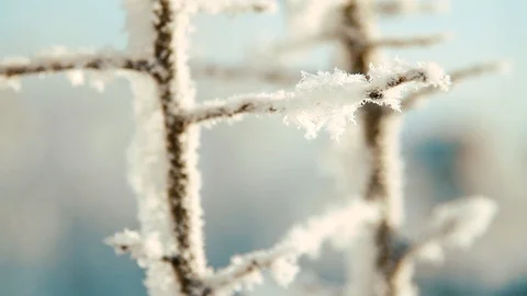 Frosted bare tree branch in winter background Stock Footage 86102702
