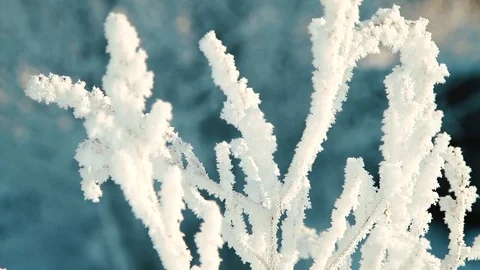 Frosted bare tree branch in winter background Stock Footage 86104072