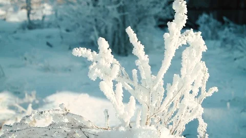 Frosted bare tree branch in winter background Stock Footage 86104073