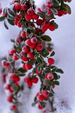 Frosted berries Stock Photos