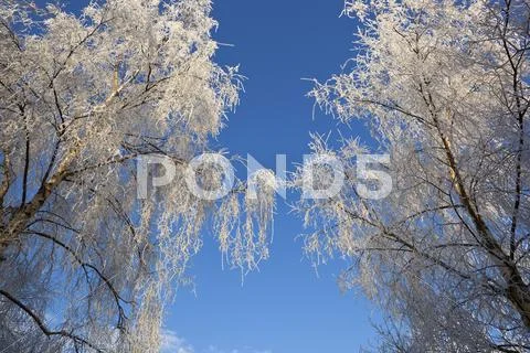 Frosted birch Stock Photos