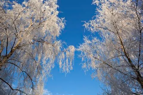 Frosted birch Stock Photos