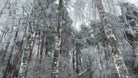 Frosted birch trees in a cold Winter forest Stock Footage 261037116