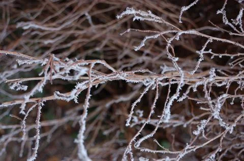 Frosted branch Stock Photos