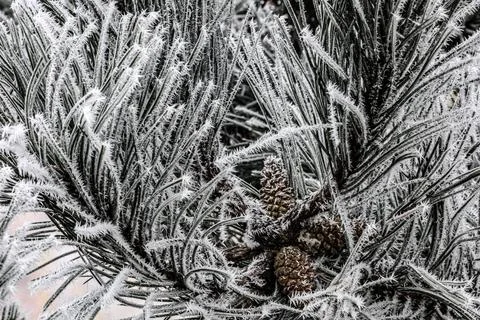 Frosted Branch of Twisted Pine Tree Stock Photos