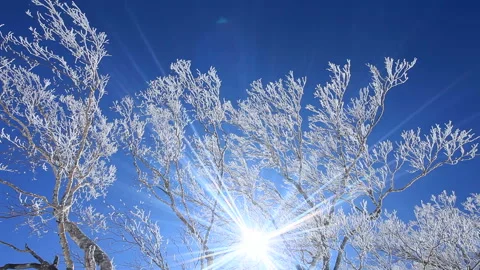 Frosted Branches and Dappled Sunlight Stock Footage 324983107