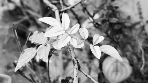 Frosted Branches with Delicate Leaves Stockbeeldmateriaal 340516908