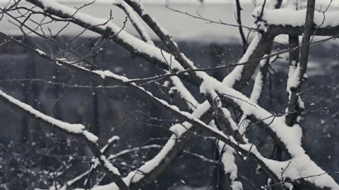Frosted Branches in Focus With Blurred River. Version 3 Vidéo 299958068