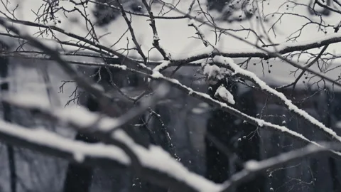 Frosted Branches in Focus With Blurred River. Version 1 Vídeo Stock 299960698