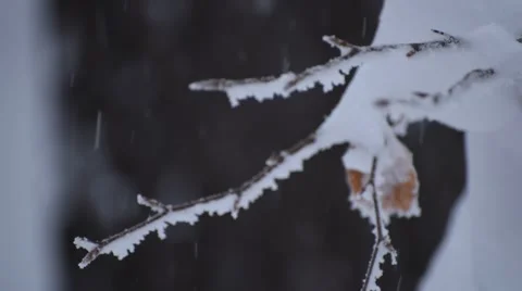 Frosted Branches Stock Footage 48788320