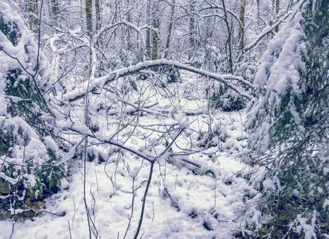 Frosted branches frame winding path, Chilly dawn illuminates secluded woodland Stock Photos